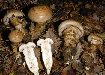 Wurzelnder Fälbling (Hebeloma radicosum) - © Heinz Prelicz